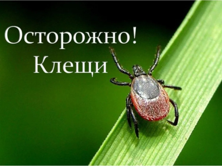 КЛЕЩИ СанЩит..